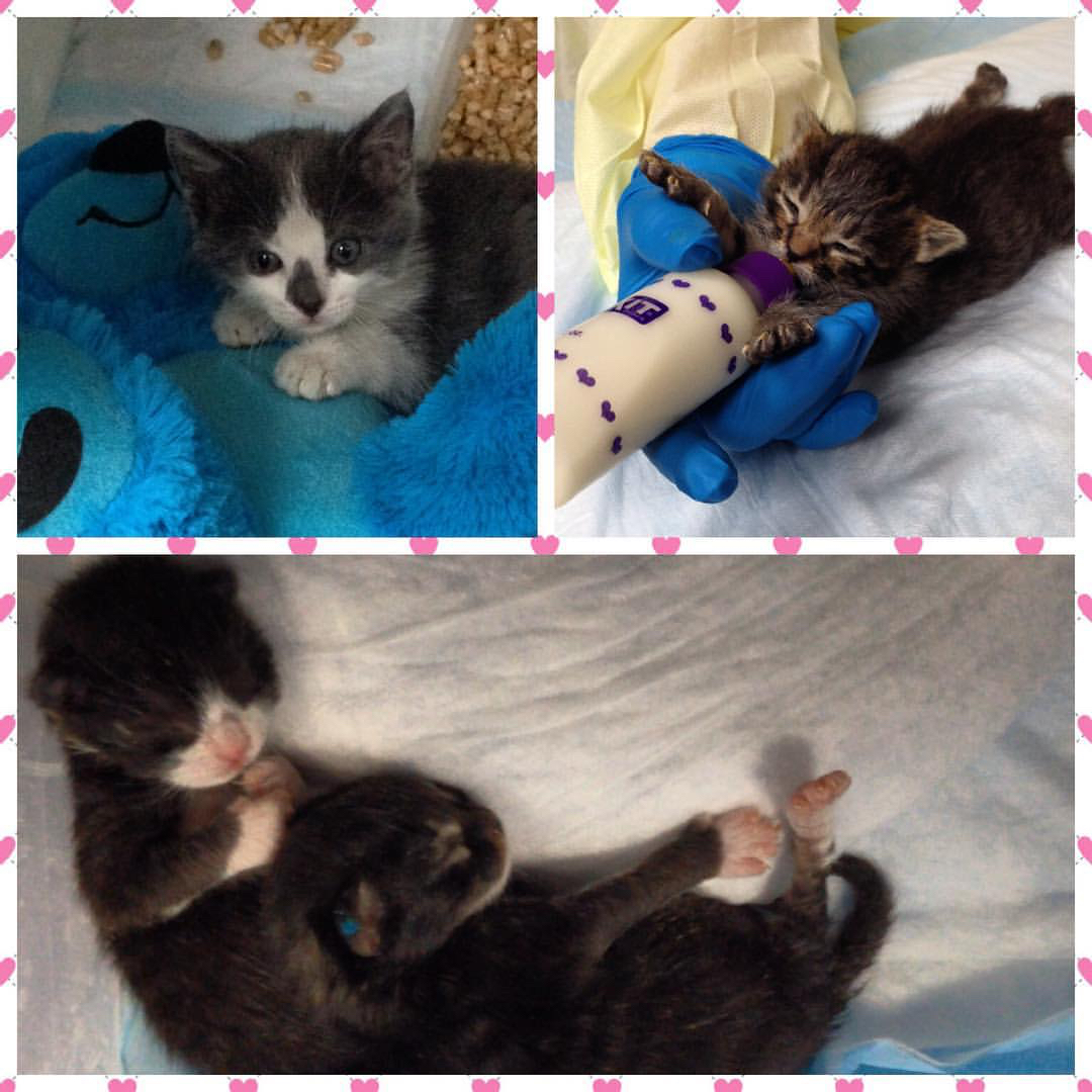 Kittens at the Best Friends Kitten Nursery