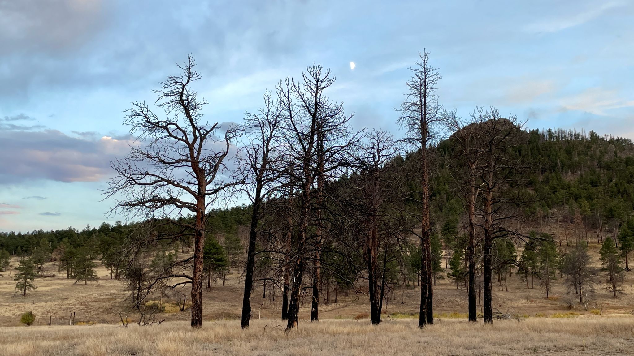 Trees at Drala Mountain Center